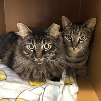 Who -Fee Waived, To be adopted w/sister, Raggy -  Domestic Short Hair Cat for Adoption in Seneca, South Carolina - Who -Fee Waived, To Be Adopted W/sister, Raggy | PetCurious