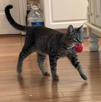 Domestic Short Hair Cats Available for Adoption in Richmond, Virginia - Titus | PetCurious