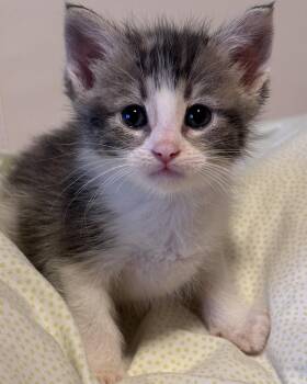 Domestic Short Hair Cats Available for Adoption in San Francisco, California - Riesling | PetCurious
