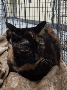 Domestic Short Hair Cats Available for Adoption in St. Cloud, Florida - STORM | PetCurious