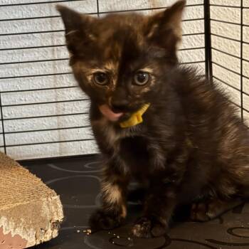 McNugget -  Domestic Short Hair Cat for Adoption in Johnstown, Pennsylvania - McNugget | PetCurious