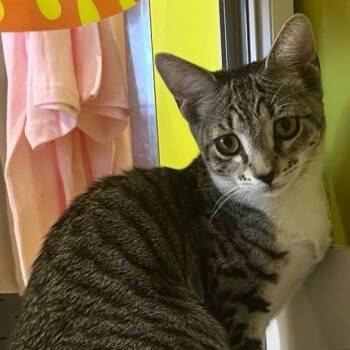 Rescue Domestic Short Hair Cats for Adoption in Temecula, California - Brett | PetCurious