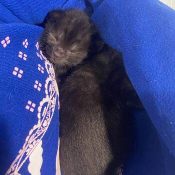 Jimmy John -  Domestic Short Hair Cat for Adoption in Bentonville, Arkansas - Jimmy John | PetCurious