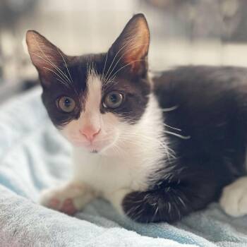 Domestic Short Hair Cats Available for Adoption in Los Angeles, California - Paolina | PetCurious