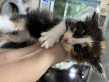 Lenny -  Domestic Medium Hair Cat for Adoption in Randolph, Alabama - Lenny | PetCurious