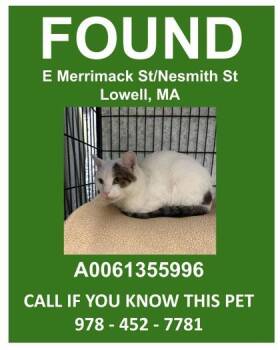 Bradfield -  Domestic Short Hair Cat for Adoption in Lowell, Massachusetts - Bradfield | PetCurious