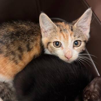 Violet -  Domestic Short Hair Cat for Adoption in Lynchburg, Virginia - Violet | PetCurious
