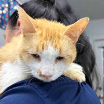 Grapefruit -  Domestic Short Hair Cat for Adoption in Summerville, South Carolina - Grapefruit | PetCurious