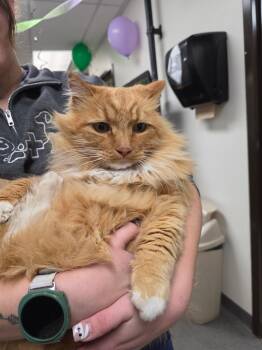 61978354 -  Domestic Long Hair Cat for Adoption in Elko, Nevada - 61978354 | PetCurious