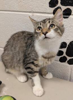 Pax -  Domestic Medium Hair Cat for Adoption in Smithfield, North Carolina - Pax | PetCurious