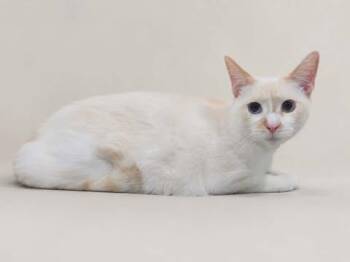 Pegasus (foster needed) -  Siamese Cat Available for Adoption in New York, New York - Pegasus (foster Needed) | PetCurious