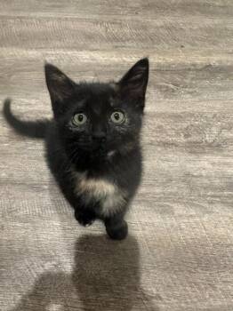 Sesame Ginger -  Domestic Short Hair Cat for Adoption in Cincinnati, Ohio - Sesame Ginger | PetCurious