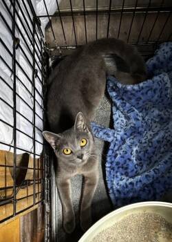 Domestic Short Hair Cats Available for Adoption in Gardena, California - Misty Blue | PetCurious