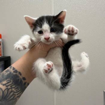 Domestic Short Hair Cats Available for Adoption in Morganton, North Carolina - Hunter | PetCurious