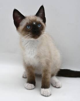 Pawsy -  Snowshoe Cat for Adoption in Mobile, Alabama - Pawsy | PetCurious