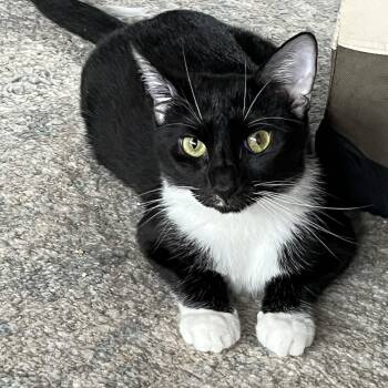 Rescue Domestic Short Hair Cats for Adoption in New York, New York - Quinlyn - Little Lovebug | PetCurious