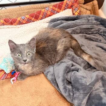 Domestic Short Hair Cats Available for Adoption - Lovebug | PetCurious