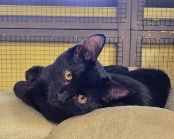 Rugby -  Domestic Short Hair Cat for Adoption in Vallejo, California - Rugby | PetCurious