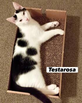 Testarosa -  Domestic Short Hair Cat for Adoption in San Juan Capistrano, California - Testarosa | PetCurious