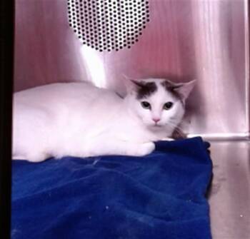 Domestic Short Hair Cats Available for Adoption in Albuquerque, New Mexico - MOON | PetCurious