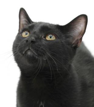 Gordo is well... GORGEOUS and GREAT and just WOW - VIDEOS of thi -  Bombay Cat for Adoption in Bedford Hills, New York - Gordo Is Well... GORGEOUS And GREAT And Just WOW - VIDEOS Of Thi | PetCurious