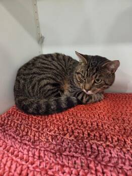 Thomas -  Domestic Short Hair Cat for Adoption in Lunenburg, Vermont - Thomas | PetCurious