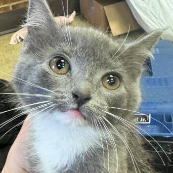 Kiwi -  Domestic Short Hair Cat for Adoption in Birmingham, Alabama - Kiwi | PetCurious