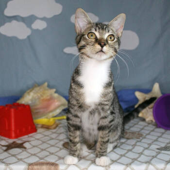 Rescue Domestic Short Hair Cats for Adoption in Mustang, Oklahoma - Crunchwrap | PetCurious