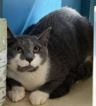 Maggie -  Domestic Short Hair Cat for Adoption in Conway, South Carolina - Maggie | PetCurious