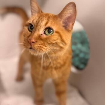 Domestic Short Hair Cats Available for Adoption in Wheeling, Illinois - Tiny Tina | PetCurious