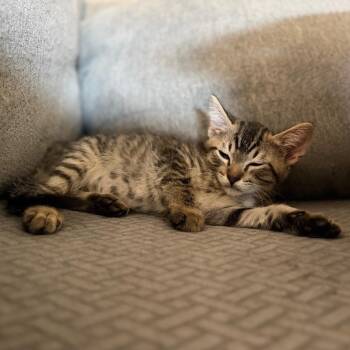 Zorro -  Domestic Medium Hair Cat for Adoption in Lewisville, Texas - Zorro | PetCurious