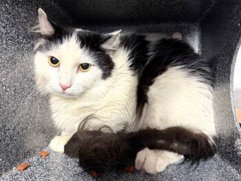 Rescue Domestic Short Hair Cats for Adoption in New York, New York - Yang | PetCurious