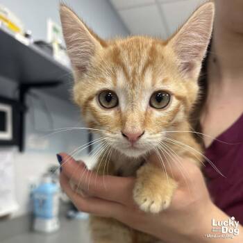 Domestic Short Hair and Tabby Cats Available for Adoption in Washington, District Of Columbia - Scrappy | PetCurious
