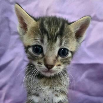 Peat -  Domestic Short Hair Cat for Adoption in Webster, Texas - Peat | PetCurious