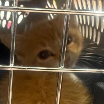 Pancake -  Domestic Short Hair Cat for Adoption in Winston-salem, North Carolina - Pancake | PetCurious