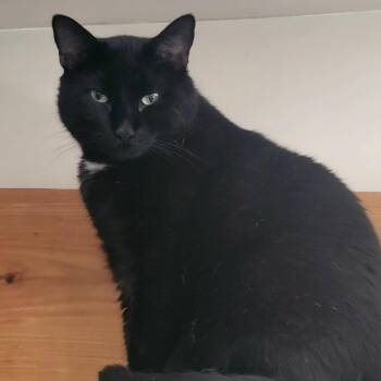 Biggie Meows -  Bombay and Domestic Short Hair Cat for Adoption in Bennington, Vermont - Biggie Meows | PetCurious