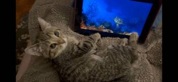 Tabby Cats Available for Adoption in Cleveland, Ohio - Daphne | PetCurious