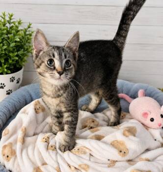 Rae -  Tabby Cat for Adoption in Saginaw, Michigan - Rae | PetCurious