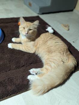 Maine Coon Cats Available for Adoption in Medford, Wisconsin - Woodrow | PetCurious