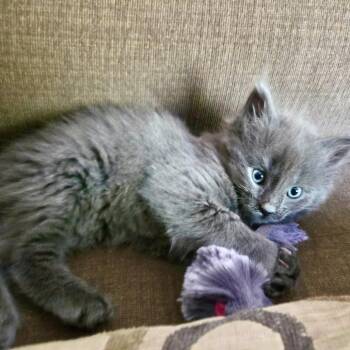 Rodrigo -  Domestic Long Hair Cat for Adoption in Ferndale, Michigan - Rodrigo | PetCurious
