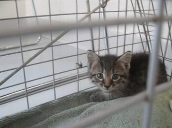 ALVIN -  Domestic Short Hair Cat for Adoption in Ocala, Florida - ALVIN | PetCurious