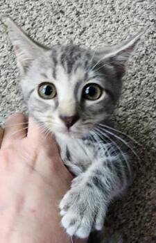 Bonus -  Domestic Short Hair Cat for Adoption in Berwick, Pennsylvania - Bonus | PetCurious