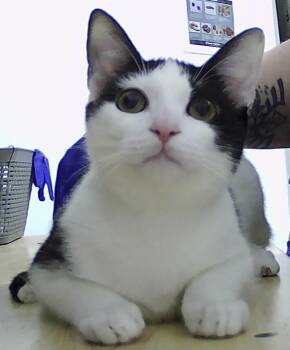 Rescue Domestic Short Hair Cats for Adoption in Dayton, Minnesota - Oreo | PetCurious