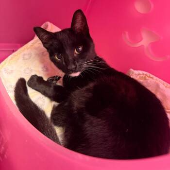 Domestic Short Hair Cats Available for Adoption in Watertown, New York - Tambourine | PetCurious
