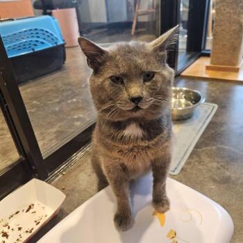 Gravy Baby -  Russian Blue Cat for Adoption in Austin, Texas - Gravy Baby | PetCurious