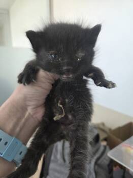 Rescue Domestic Short Hair Cats for Adoption in Fort Worth, Texas - Umbilicus | PetCurious