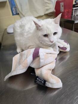 Domestic Short Hair Cats Available for Adoption in Cookeville, Tennessee - MEMAW | PetCurious