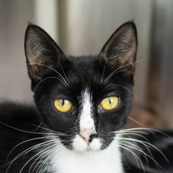 Malibu -  Domestic Short Hair Cat for Adoption in Middletown, Rhode Island - Malibu | PetCurious