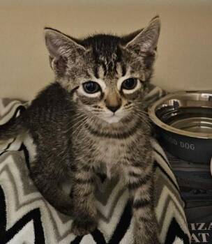 Tatum -  Domestic Short Hair Cat for Adoption in Chamblee, Georgia - Tatum | PetCurious