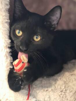 Salem -  Domestic Short Hair Cat for Adoption in Sandy Springs, Georgia - Salem | PetCurious